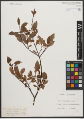Foto von Salix waldsteiniana Willd.
